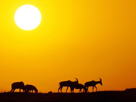 antelope_1.jpg