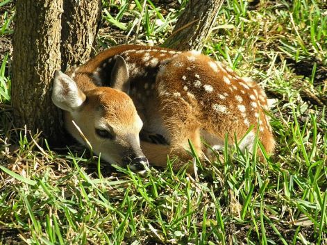 bambi_1.jpg
