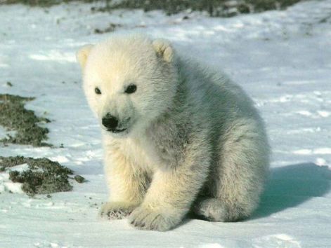 bear_1.jpg
