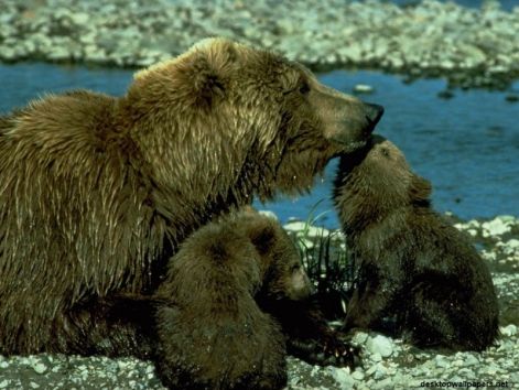 bear_2.jpg