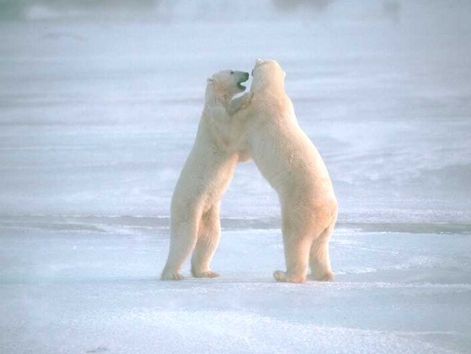 bear_4.jpg