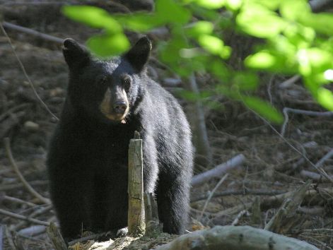 bear_6.jpg