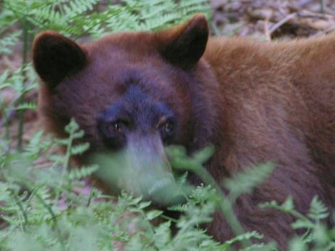 bear_7.jpg
