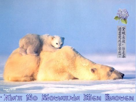 bear_8.jpg