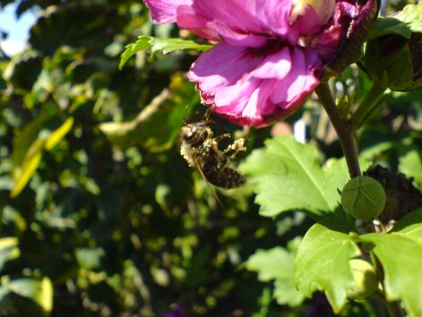 bee_2.jpg