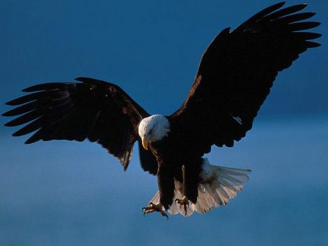 bird_1.jpg