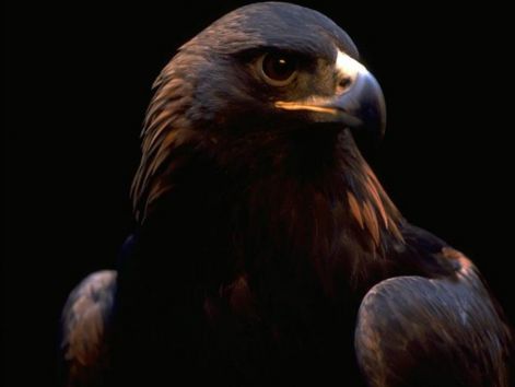 bird_10.jpg