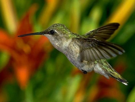 bird_12.jpg