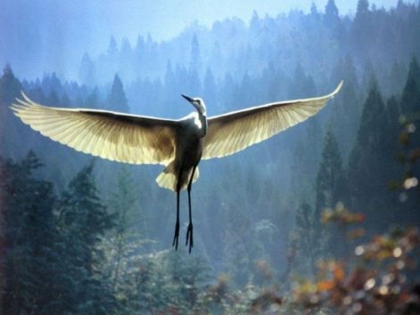 bird_13.jpg