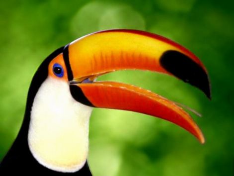 bird_16.jpg