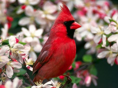 bird_17.jpg