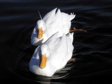 bird_18.jpg