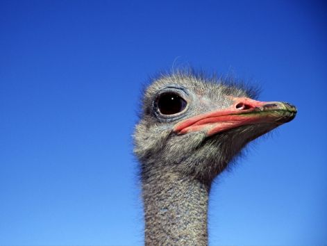 bird_19.jpg