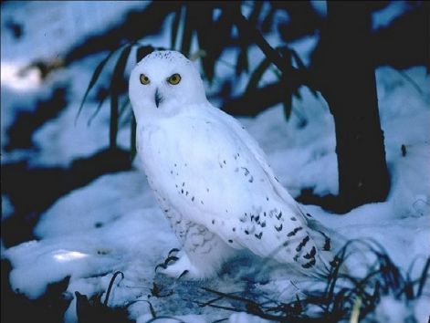 bird_2.jpg