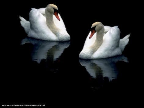 bird_21.jpg