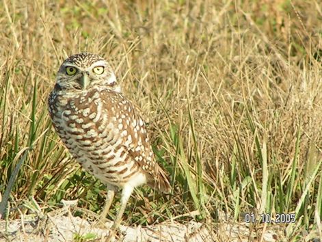 bird_22.jpg