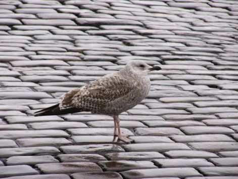 bird_24.jpg