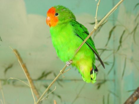 bird_26.jpg