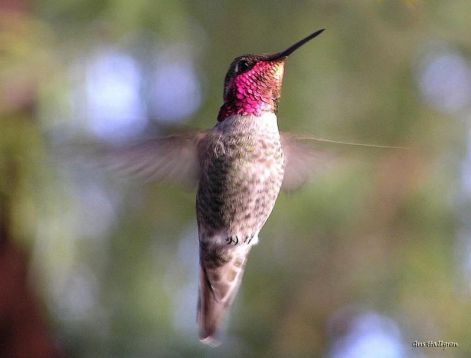 bird_27.jpg