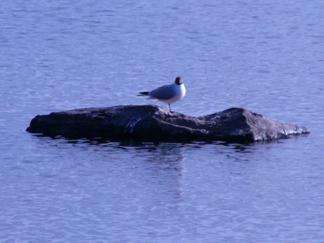 bird_29.jpg