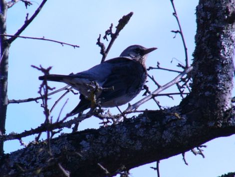 bird_30.jpg