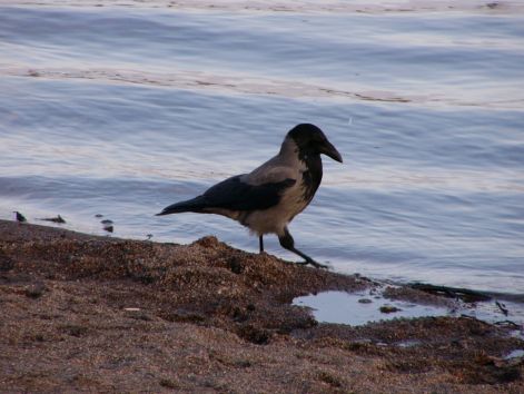 bird_31.jpg