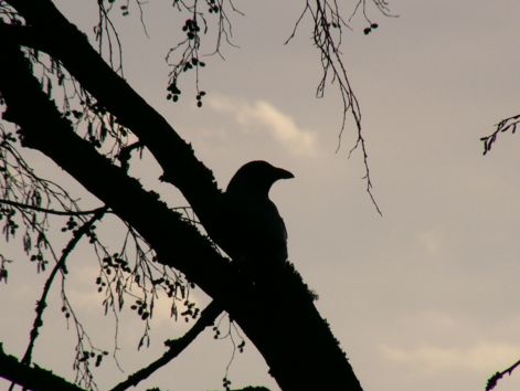bird_32.jpg
