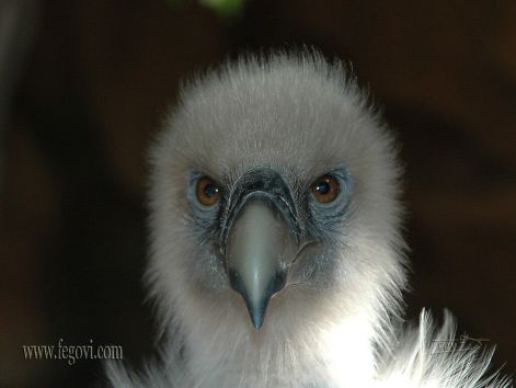 bird_33.jpg