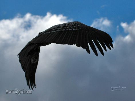 bird_34.jpg