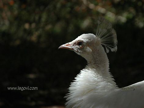 bird_35.jpg