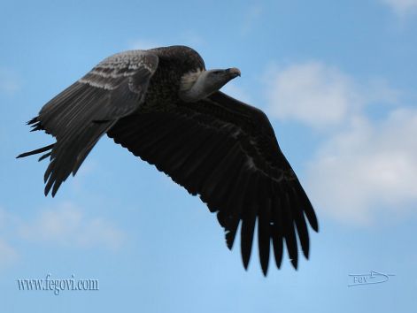 bird_36.jpg