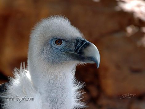 bird_37.jpg