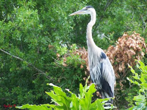 bird_38.jpg