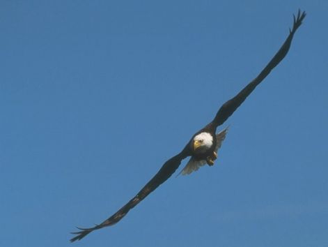 bird_4.jpg