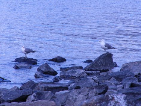 bird_40.jpg