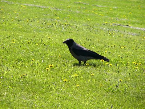 bird_41.jpg