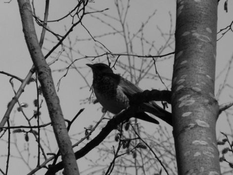 bird_42.jpg