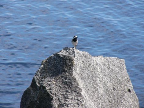 bird_43.jpg