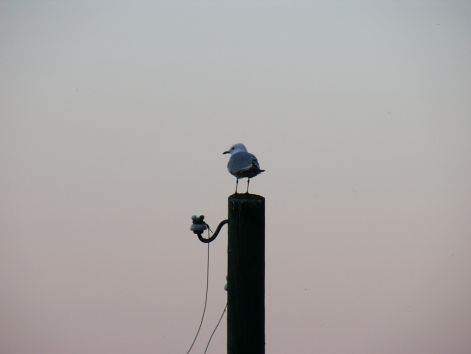 bird_44.jpg