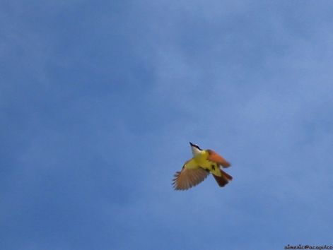 bird_45.jpg