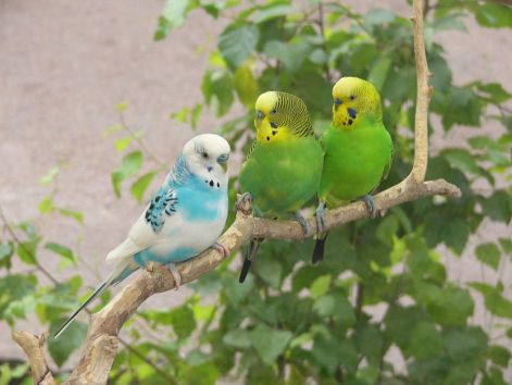 bird_46.jpg