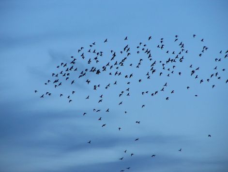 bird_47.jpg