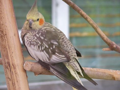 bird_49.jpg