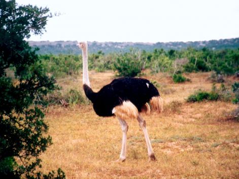 bird_5.jpg