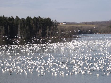 bird_52.jpg
