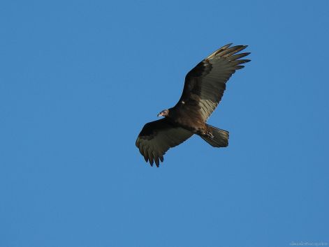 bird_55.jpg