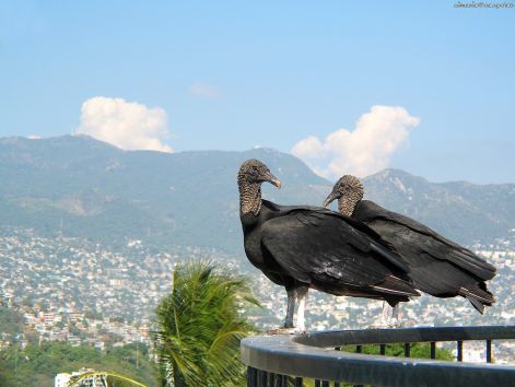 bird_57.jpg