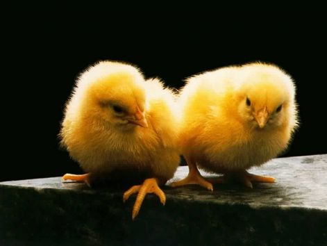 bird_6.jpg
