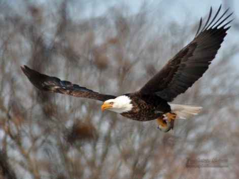 bird_61.jpg