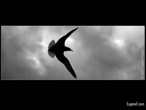 bird_63.jpg